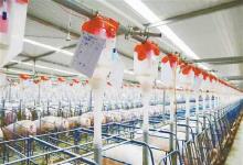 守護“榮昌豬”地方民族品牌