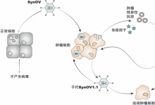 清華大學(xué)自動化系謝震副教授研究成果獲國內(nèi)首個“合成基因線路精準(zhǔn)調(diào)控”臨床試驗批件 