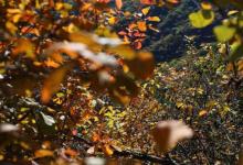 解鎖云賞紅葉新方式 香山公園首次上線“5G慢直播”