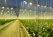 艾邁斯歐司朗植物照明LED Oslon Square Batwing在2022美國國際照明展  并斬獲兩項(xiàng)大獎