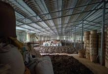 鄉(xiāng)村振興與自動化科技|廣西：自動化茶廠里的非遺茶香|廣西積極構(gòu)建六堡茶全產(chǎn)業(yè)鏈體系