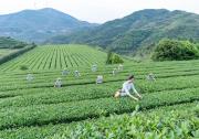 茶產(chǎn)業(yè)自動化 | 鐵觀音自動化精制生產(chǎn)流水線和包裝生產(chǎn)線的升級與創(chuàng)新