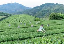 茶產(chǎn)業(yè)自動化 | 鐵觀音自動化精制生產(chǎn)流水線和包裝生產(chǎn)線的升級與創(chuàng)新