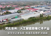 河北滄州：人工智能助推紅棗產業(yè)“加速跑”