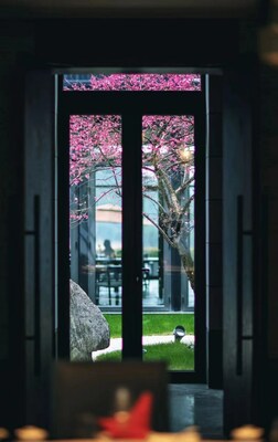 千島湖安嵐梅花盛開，姹紫嫣紅