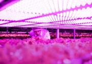 艾邁斯歐司朗推出全新高功率植物照明LED，非凡能效助力農(nóng)業(yè)升級