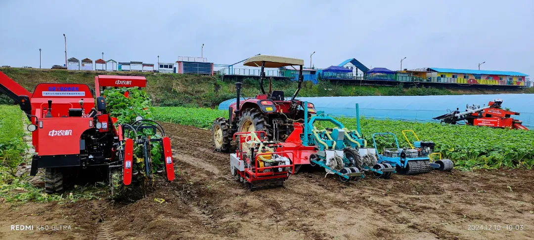 中國(guó)農(nóng)機(jī)院成功舉辦白蘿卜、胡蘿卜全程機(jī)械化現(xiàn)場(chǎng)演示會(huì)