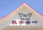 共享數(shù)字紅利——勐海深耕茶產(chǎn)業(yè)，電商助力茶葉數(shù)字化轉(zhuǎn)型