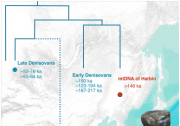  中國(guó)科學(xué)院古脊椎動(dòng)物與古人類研究所付巧妹團(tuán)隊(duì)與河北地質(zhì)大學(xué)季強(qiáng)研究團(tuán)隊(duì)通過牙結(jié)石古DNA揭示近乎完整頭骨的的哈爾濱古人類為早期丹尼索瓦人  