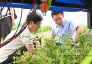 全國首臺AI金銀花采摘智能機器人亮相河北