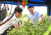 全國(guó)首臺(tái)AI金銀花采摘智能機(jī)器人亮相河北