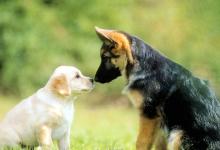 傳播導(dǎo)盲犬知識(shí)！愿它們獲得更多接納！