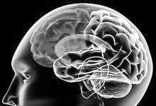 美國科學家繪制出一幅超精細的老鼠大腦的3D圖譜