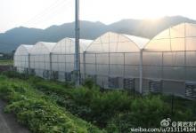 亞洲首個(gè)從荷蘭引進(jìn)的自動(dòng)化無(wú)土栽培樣板基地日前落戶黃巖
