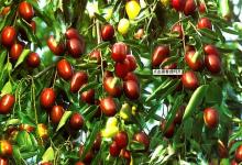紅棗收獲機(jī)器人  實(shí)現(xiàn)紅棗自動(dòng)化采收